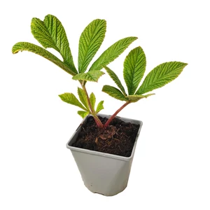 Rodgersia pinnata 'Elegans' / Tenyeres tópartifű