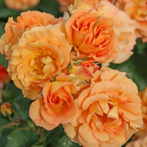 Rosa 'Bentheimer Gold' / Narancssárga színű oltott rózsatő