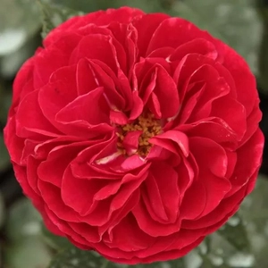 Rosa 'Bordeaux' / Vörös színű oltott rózsatő