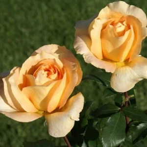 Rosa 'Casanova' / Sárga virágú oltott tearózsa