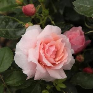 Rosa 'Chewgentpeach' / Barack színű színű oltott rózsatő