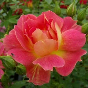 Rosa 'Cleopatra' / Piros-sárga virágú törpe oltott rózsatő