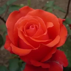 Rosa 'Comet' / Téglavörös virágszínű magastörzsű teahibrid rózsa