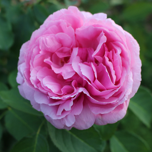 Rosa 'Geschwinds Orden' / Sötétrózsaszín virágú oltott rózsatő