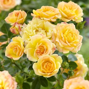 Rosa 'Fairy Gold' / Sárga virágszínű talajtakaró rózsa