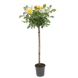 Rosa 'Golden Monica' / Sárga virágszínű magastörzsű teahibrid rózsa