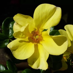 Rosa 'Liane Foly' / Sárga színű oltott rózsatő
