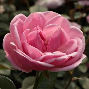 Rosa 'Mevrouw Nathalie Nypels' / Rózsaszín színű oltott rózsatő