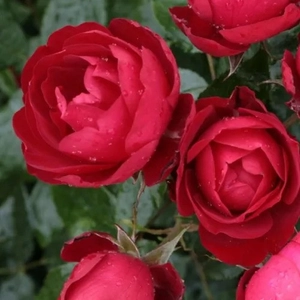 Rosa 'Milano' / Vörös színű oltott rózsatő