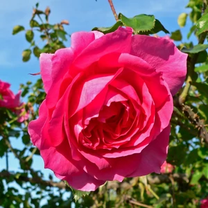 Rosa 'Parade' / Rózsaszín virágú oltott futórózsa