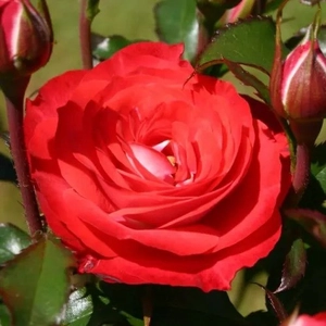 Rosa 'Planten un Blomen' / Piros-fehér színű oltott rózsatő