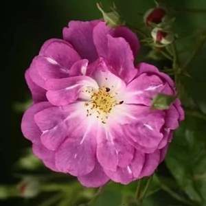 Rosa sp. / Futó oltott rózsatő mix