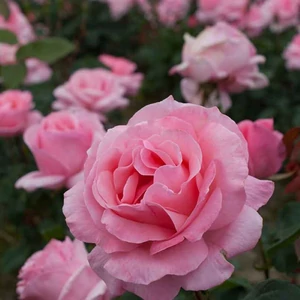 Rosa 'Queen of England' / Rózaszín virágú oltott tearózsa