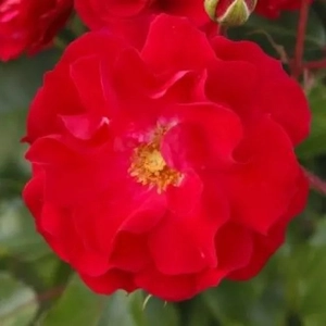 Rosa 'Rotilia' / Piros színű oltott rózsatő