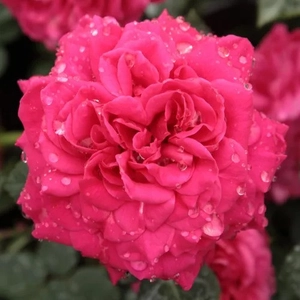 Rosa 'Sidney Peabody' / Rózsaszín színű oltott rózsatő