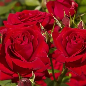 Rosa 'Sophia' / Piros virágú magastörzsű teahibrid rózsa