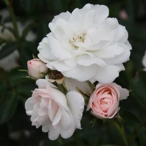Rosa 'Sümeg' / Világos rózsaszín színű oltott rózsatő