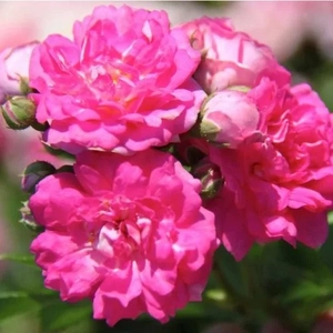 Rosa 'Superb Dorothy' / Rózsaszín színű futó-kúszó oltott rózsatő