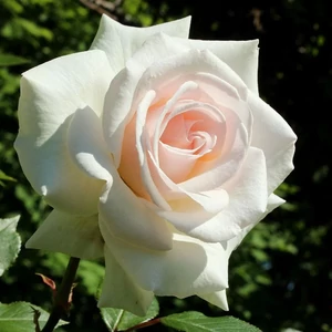 Rosa 'Swan Lake' / Fehér virágú oltott futórózsa