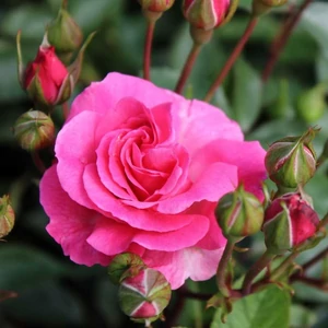 Rosa 'Tom Tom' / Rózsaszín virágú oltott parkrózsa
