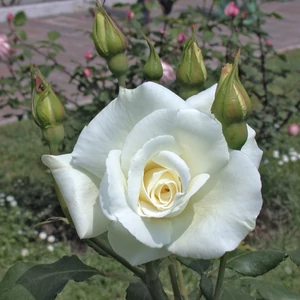 Rosa 'Virgo' / Fehér virágú oltott tearózsa