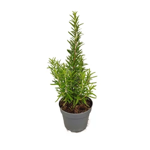 Rosmarinus officinalis 'Abraxas' / Kerti rozmaring