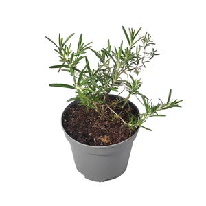 Rosmarinus officinalis 'Harmat' / Kerti rozmaring