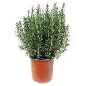 Rosmarinus officinalis / Rozmaring
