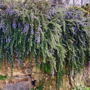 Rosmarinus officinalis 'Prostratus'  / Kúszó rozmaring