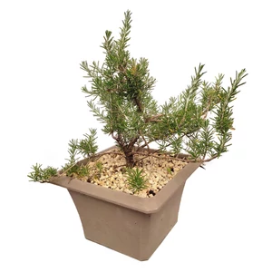 Rosmarinus officinalis 'Prostratus'  / Kúszó rozmaring (szürke kocka műanyag kaspóban)