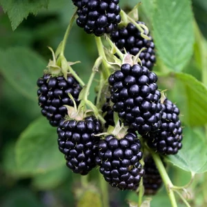 Rubus fruticosus 'Glorniwa' / Tüskétlen fekete szeder