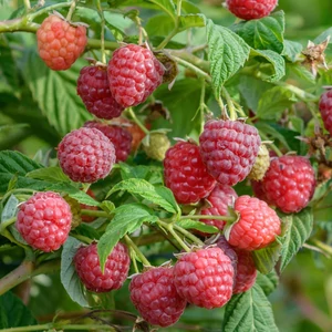 Rubus idaeus 'Autumn Belle' / Őszi érésű málna bokor