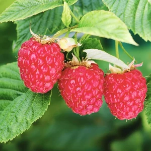Rubus idaeus 'Autumn Bliss' / Őszi érésű málna bokor