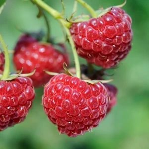 Rubus idaeus 'Fertődi Zamatos' / 'Fertődi Zamatos' málna