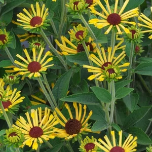 Rudbeckia subtomentosa 'Little Henry' / Kúpvirág