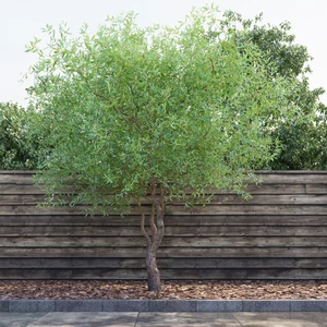 Salix babylonica var. pekinensis 'Tortuosa' / Csavart fűzfa