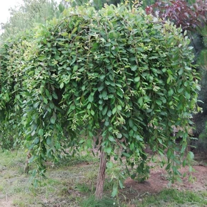 Salix caprea 'Kilmarnock' ('Pendula') / Csüngő barkafűz (tm.: 120 cm)