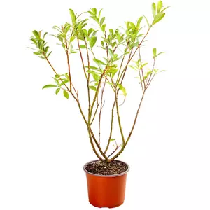Salix gracilistyla 'Mount Aso' / Rózsaszín barkafűz cserje