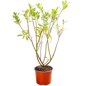Salix gracilistyla 'Mount Aso' / Rózsaszín barkafűz cserje
