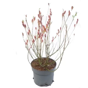 Salix gracilistyla 'Mount Aso' / Rózsaszín barkafűz cserje