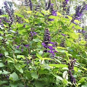 Salvia 'Amistad' / Zsálya