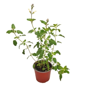 Salvia greggii 'Gletsjer' / Őszi zsálya