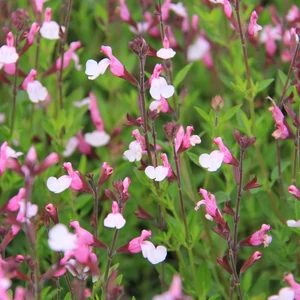 Salvia greggii 'Joy' / Őszi zsálya