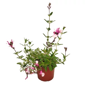 Salvia greggii 'Joy' / Őszi zsálya