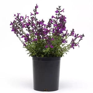 Salvia greggii 'Mirage Violet' / Lila virágú őszi zsálya