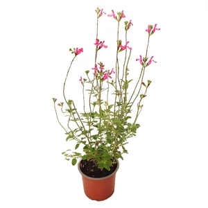 Salvia greggii 'Pink Lips' / Őszi zsálya
