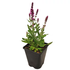 Salvia nemorosa 'Apex Pink' / Rózsaszín virágú ligeti zsálya