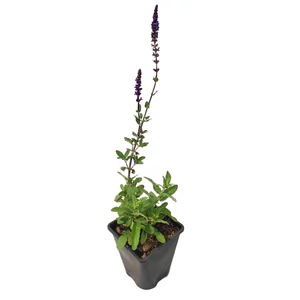 Salvia nemorosa 'Caradonna' / Lila virágú ligeti zsálya