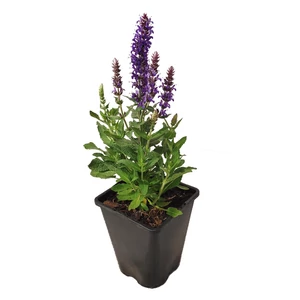 Salvia nemorosa 'Bordeau Deep Blue' / Lila virágú ligeti zsálya
