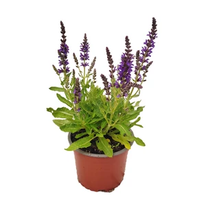 Salvia nemorosa 'Marcus' / Lila virágú ligeti zsálya